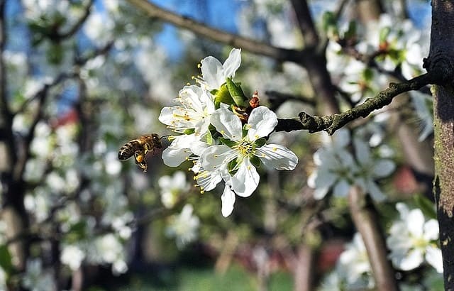Biene beim der Bestäubung von Apfelbaum fleißige Gartenhelfer